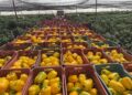 Sinaloa lidera la conquista del mercado japonés: Se exporta el primer embarque de Pimiento Morrón